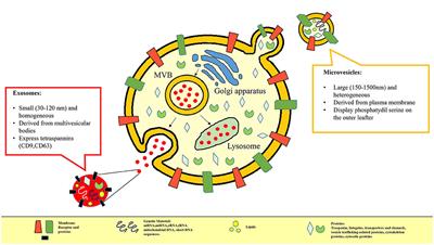 New Insights Into Immune Cell-Derived Extracellular Vesicles in Multiple Sclerosis